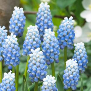 Мускари Арменикум Пепперминт (armeniacum Peppermint), 20 шт (разбор 8/9) - картинка 2