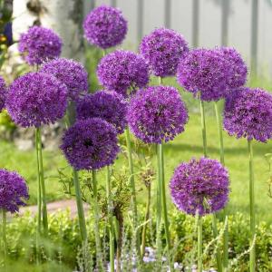 Аллиум Пепл Сенсейшн (Allium Purple Sensation), 3 шт (разбор 12/14) - картинка 1