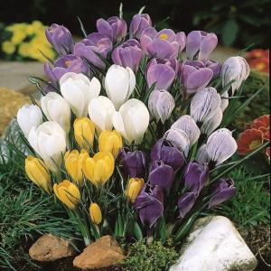 Крокус крупноцветковый смесь (Crocus vernus Mixed), 5 шт (разбор 8/9) - картинка 1