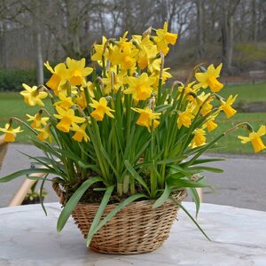 Нарцисс Тет-а-Тет (Tete a Tete), 30 шт - картинка 1