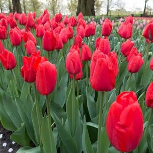 Тюльпан Апельдорн (Apeldoorn), 50 шт - картинка 1