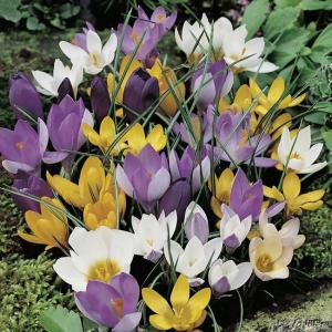 Крокус ботанический смесь (Crocus species Mixed), 100 шт - картинка 1