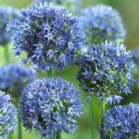 Аллиум Голубой (Allium caeruleum), 25 шт (разбор 5/6)