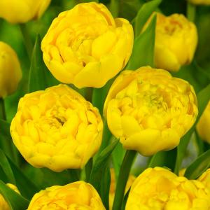 Тюльпан Йеллоу Помпонет (Yellow Pomponnet), 10 шт (разбор 12/14) - картинка 2