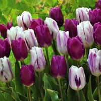 Тюльпан Пёпл Пэшн смесь (Purple Passion - Passionale/Flaming Flag), 15 шт