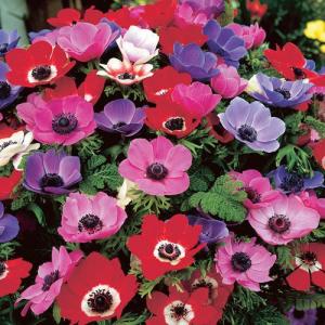 Анемона Де Каен смесь (Anemone de Caen Mixed), 10 шт (разбор 6/7) - картинка 2