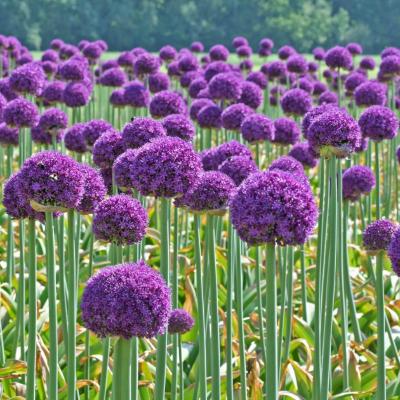 Аллиум Амбассадор (Allium Ambassador), 1 шт (разбор 28/30!)