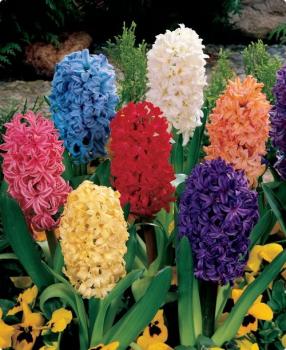 Гиацинт смесь (Mixed), 5 шт - картинка 1