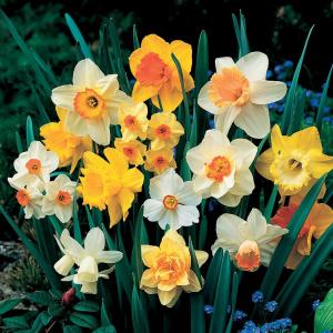 Нарцисс разные виды смесь (Narcissus Mix), 50 шт - картинка 1