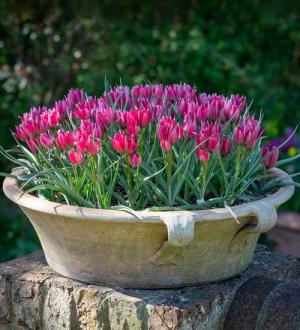 Тюльпан хумилис Литтл Бьюти (humilis Little Beauty), 15 шт (разбор 6/7) - картинка 2