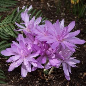 Колхикум Уотерлили (Colchicum Waterlily), 1 шт (разбор 14/16) - картинка 2