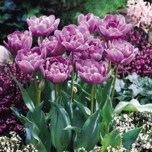 Тюльпан Лайлак Перфекшн (Lilac Perfection), 10 шт (разбор 12/14) - картинка 1