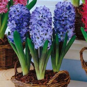 Гиацинт Дельфтс Блю (Delfts Blauw), 3 шт (горшечный, разбор 18/19!) - картинка 1